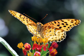 Daily Jigsaw: Animals icon