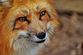 Daily Jigsaw: Animals icon
