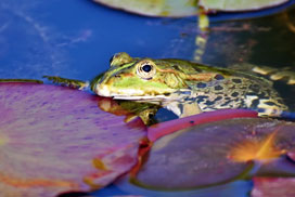 Daily Jigsaw: Animals icon