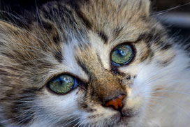 Daily Jigsaw: Animals icon