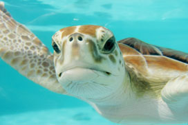 Daily Jigsaw: Animals icon