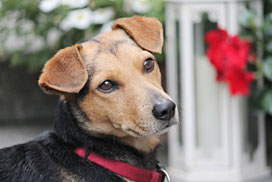 Daily QuickSaw: Animals icon