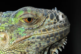 Daily Jigsaw: Animals icon