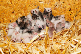 Daily Jigsaw: Animals icon