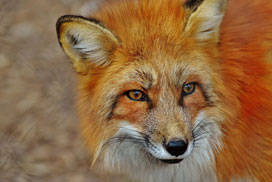 Daily Jigsaw: Animals icon