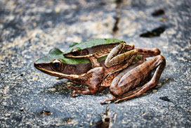 Daily QuickSaw: Animals icon