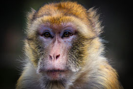 Daily QuickSaw: Animals icon