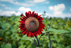 Daily Jigsaw: Nature icon