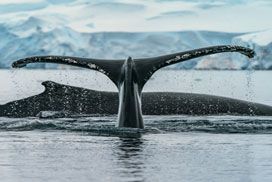 Daily Jigsaw: Nature icon