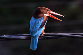 Daily Jigsaw: Nature icon