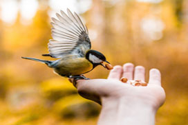 Daily Jigsaw: Nature icon