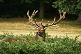 Daily Jigsaw: Nature icon