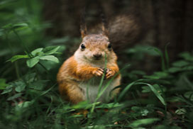 Daily Jigsaw: Nature icon