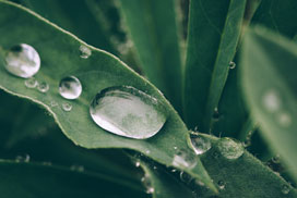 Daily Jigsaw: Nature icon