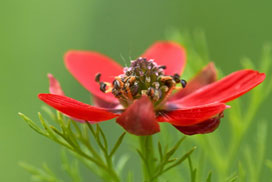 Daily Jigsaw: Nature icon