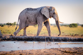 Daily Jigsaw: Nature icon