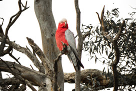 Daily QuickSaw: Nature icon