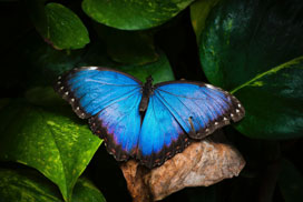 Daily Jigsaw: Nature icon