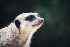 Daily Jigsaw: Nature icon