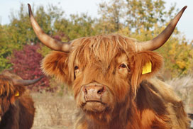 Daily Jigsaw Challenge icon