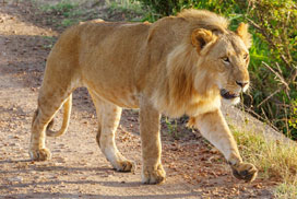 Daily Jigsaw Challenge icon