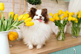 Today's Daily Jigsaw Image