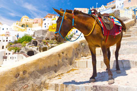 Daily Jigsaw Challenge icon