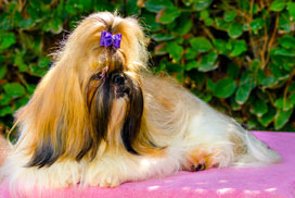 Daily Quicksaw Bonus icon