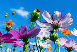 Daily QuickSaw Bonus icon